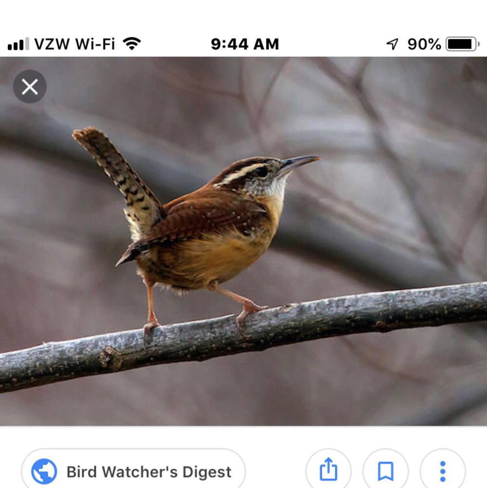Meet your Posher, Wren